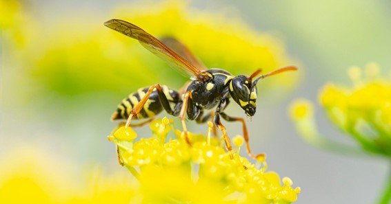 The Best Extermination Procedures for Wasps