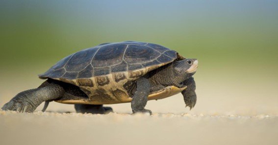 Is Heat Essential for Turtle Growth?